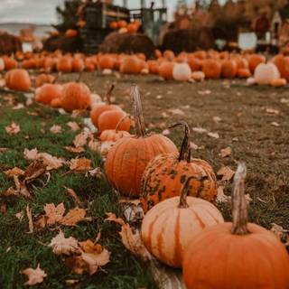 Autumn Pinterest wallpaper