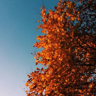 Autumn Pinterest wallpaper