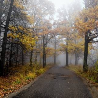 Autumn foggy road wallpaper