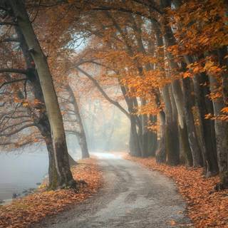 Autumn foggy road wallpaper