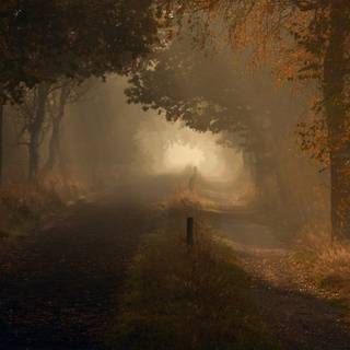 Autumn foggy road wallpaper