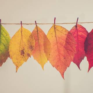 Autumn leaves illustrations wallpaper