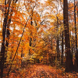 Autumn leaves UHD wallpaper