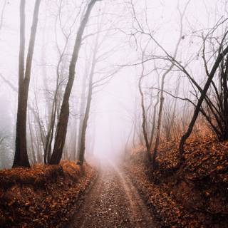 Autumn foggy road wallpaper