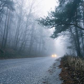 Autumn foggy road wallpaper