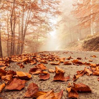 Autumn foggy road wallpaper