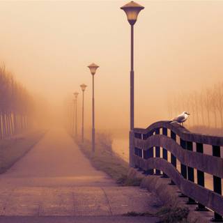 Autumn foggy road wallpaper