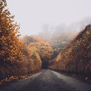Autumn foggy road wallpaper