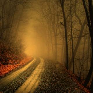 Autumn foggy road wallpaper