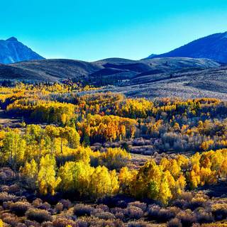 Autumn California wallpaper