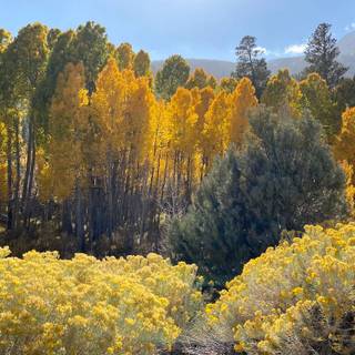 Autumn California wallpaper