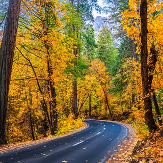 Autumn California wallpaper