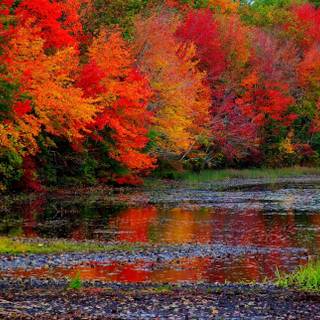 Autumn California wallpaper