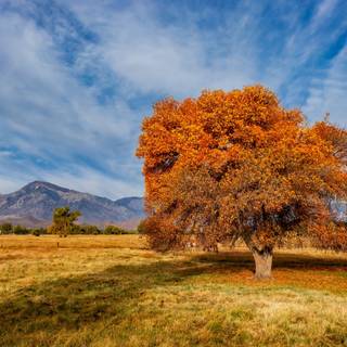 Autumn California wallpaper