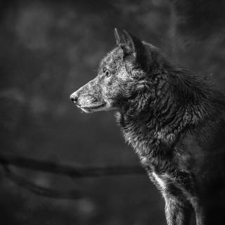 4k black wolf wallpaper