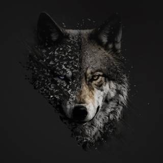 4k black wolf wallpaper
