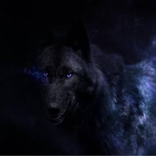 Black wolf desktop wallpaper