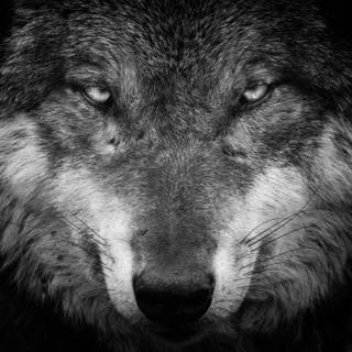 4k black wolf wallpaper