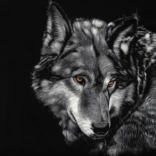 4k black wolf wallpaper