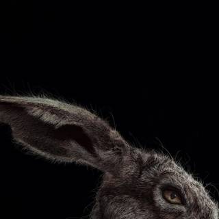 The VVitch wallpaper