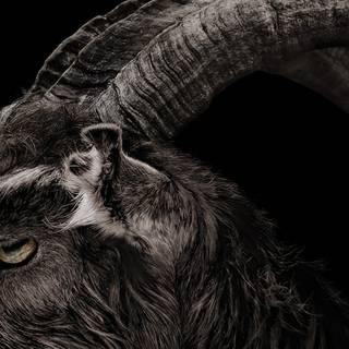 The VVitch wallpaper