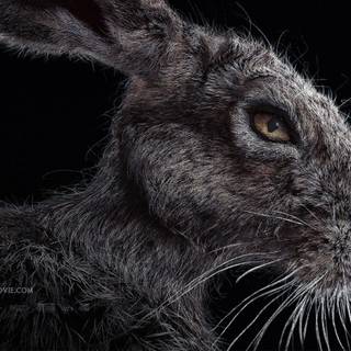 The VVitch wallpaper