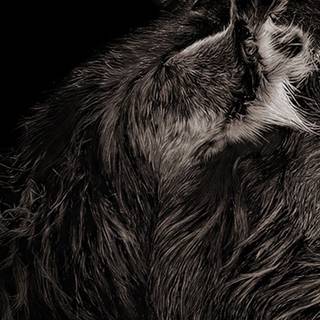 The VVitch wallpaper