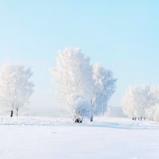 White tree snow 4k wallpaper