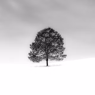 White tree snow 4k wallpaper