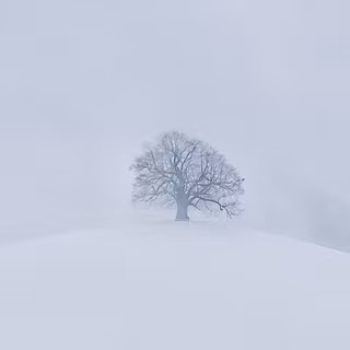 White tree snow 4k wallpaper