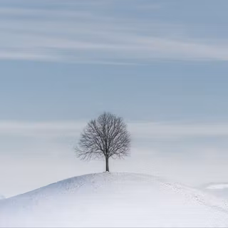 White tree snow 4k wallpaper