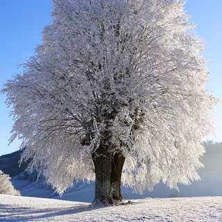 White tree snow 4k wallpaper