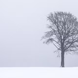 White tree snow 4k wallpaper
