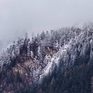 White tree snow 4k wallpaper