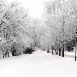 White tree snow 4k wallpaper