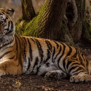 Tiger 4k PC wallpaper