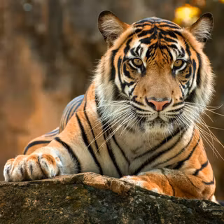 Tiger 4k PC wallpaper