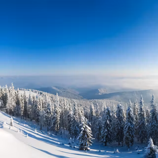 White tree snow 4k wallpaper