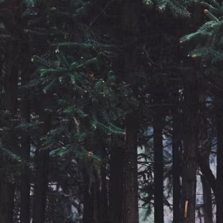 Jungle iPhone 4k wallpaper