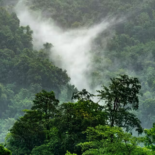 Jungle iPhone 4k wallpaper