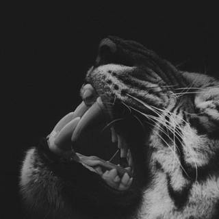 Black tiger phone wallpaper