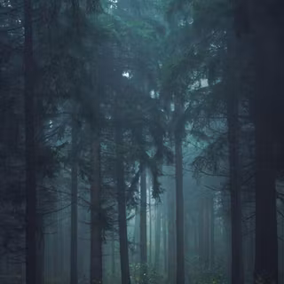 Jungle iPhone 4k wallpaper