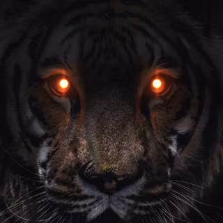 Tiger iPhone 4k wallpaper