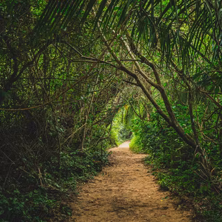 Jungle iPhone 4k wallpaper