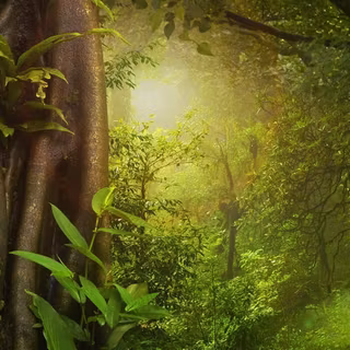 Jungle iPhone 4k wallpaper