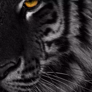 Black tiger phone wallpaper