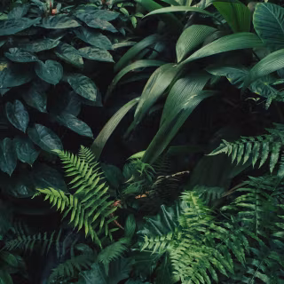 Jungle iPhone 4k wallpaper