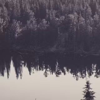 Jungle iPhone 4k wallpaper