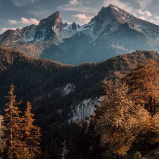 Jungle iPhone 4k wallpaper