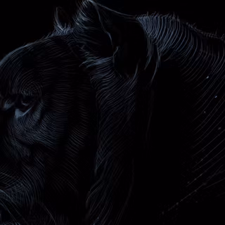 Black tiger 4k wallpaper